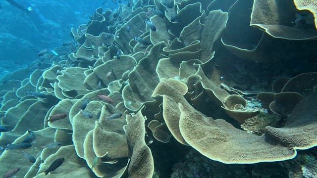 Underwater coral reef with diverse fish