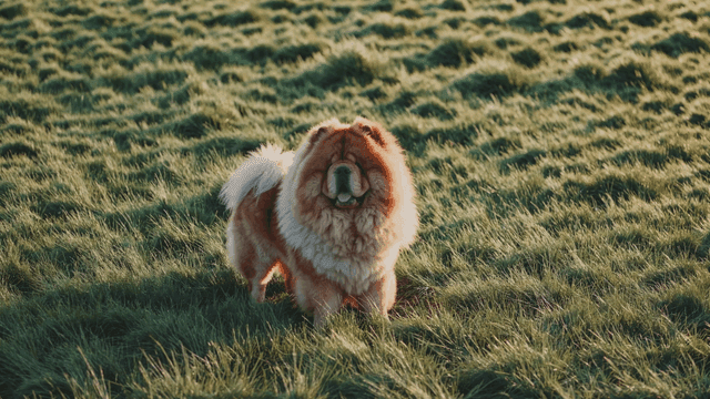 Hairy Chow Chow standing on grass