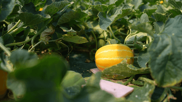 Ripe yellow Korean melons in lush field