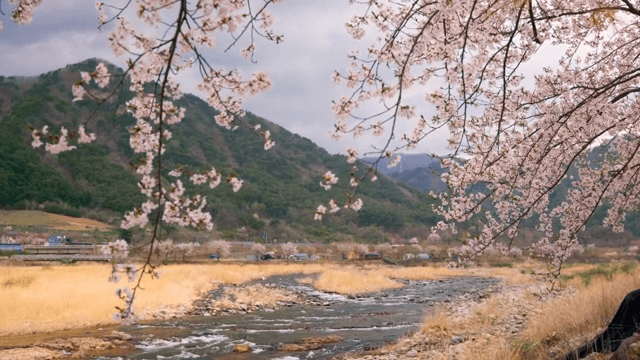 흐르는 강가의 벚꽃