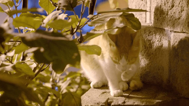 돌 위에서 그루밍하는 고양이