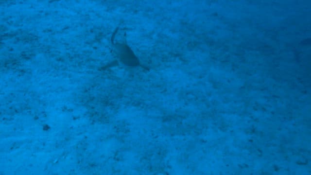 Sharks hunting fish