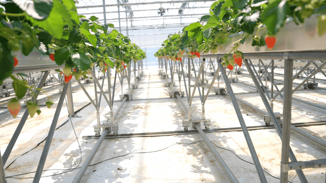 Strawberries growing in a greenhouse
