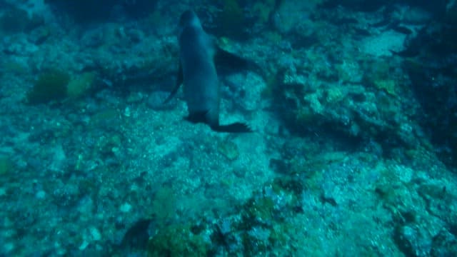 Seal Gliding Through Ocean Depths