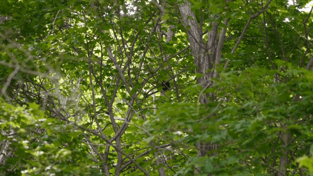 울창한 녹색 잎 사이에 숨은 다람쥐