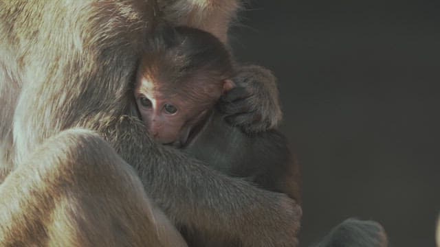 Baby monkey cuddling with its mother in an embrace