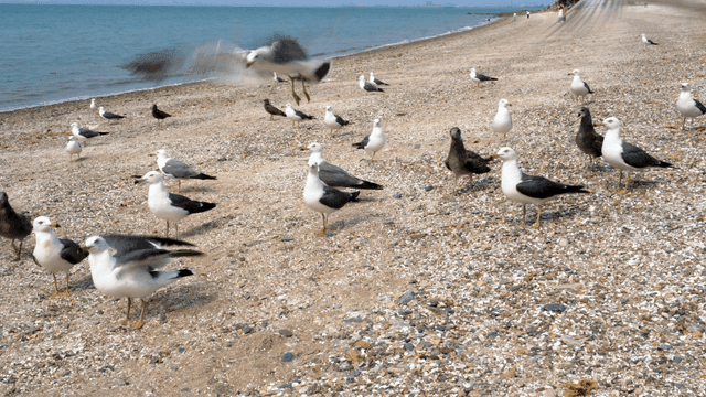 모래 해변에 모인 갈매기들