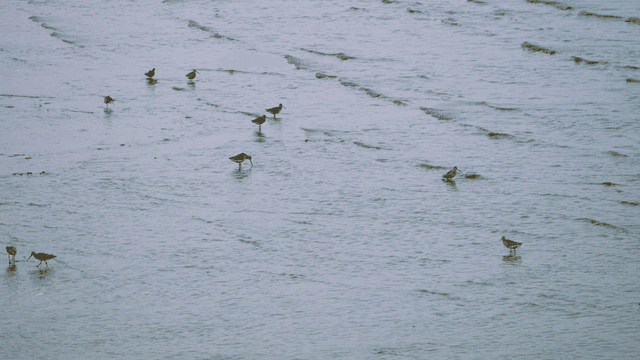 얕은 해안에서 먹이를 찾는 도요새들