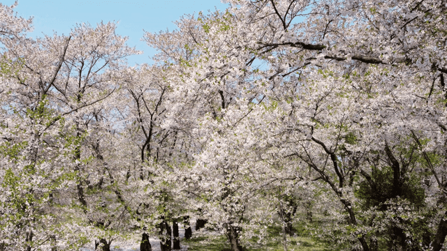 Cherry blossoms in full bloom in a park
