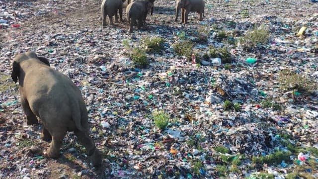 Elephants scavenging through piles of waste