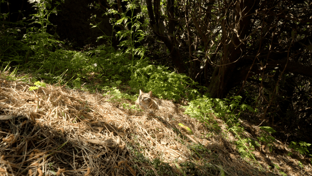 Cat resting in a sunlit forest