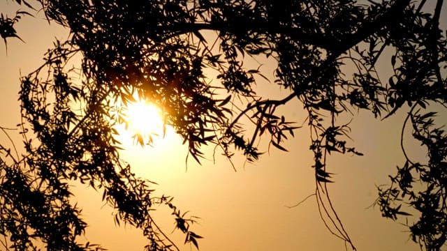 Sunlight filtering through tree branches