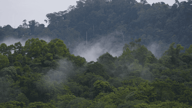 Dense forest with misty atmosphere