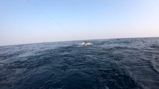 Sailfish being dragged into the sea on a fishing line