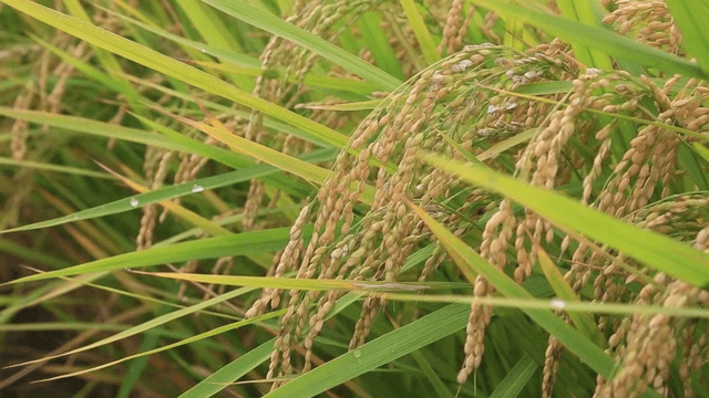 이슬이 맺힌 논의 황금빛 벼