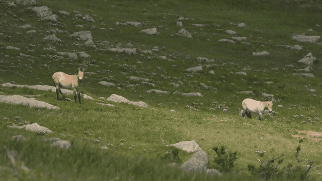 초원에서 경계하는 야생마