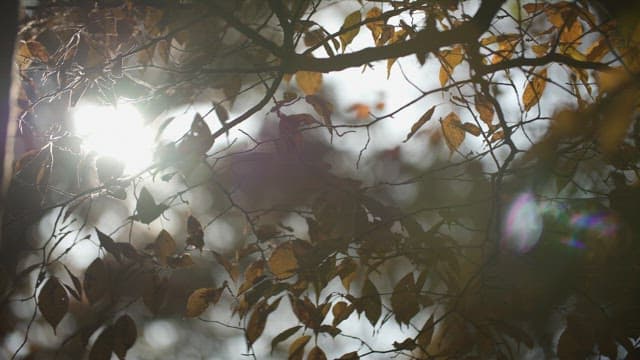 Sunlight filtering through autumn leaves