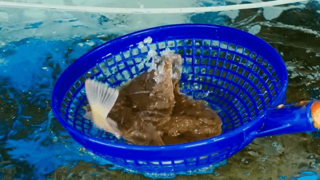 수조에서 바구니로 잡힌 물고기