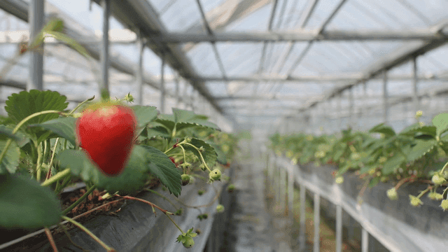 Strawberries growing in a greenhouse