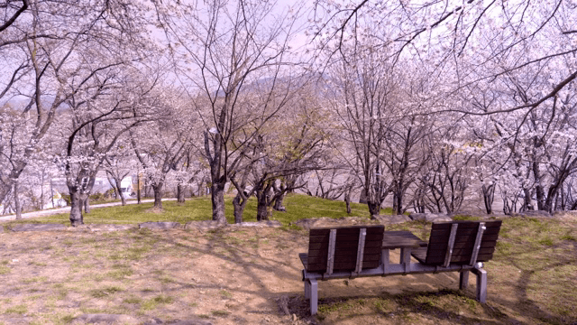 Cherry blossoms in a serene park
