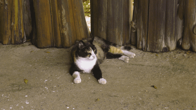 Cat resting near tree trunk