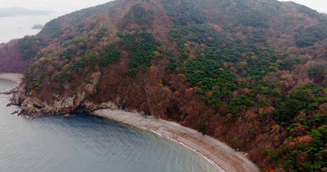 Forest with Colored Leaves and Blue Sea