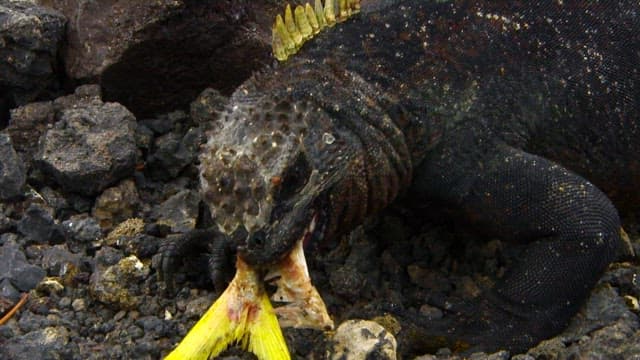 Marine Iguana Feasting on Fish