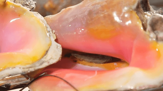 다채로운 조개 껍데기의 클로즈업