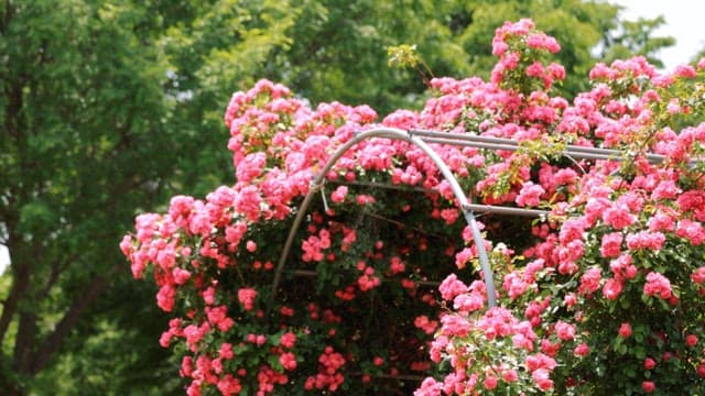 Blossoming Rose Garden Archway