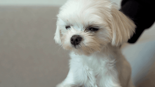 Small white dog with closed eyes