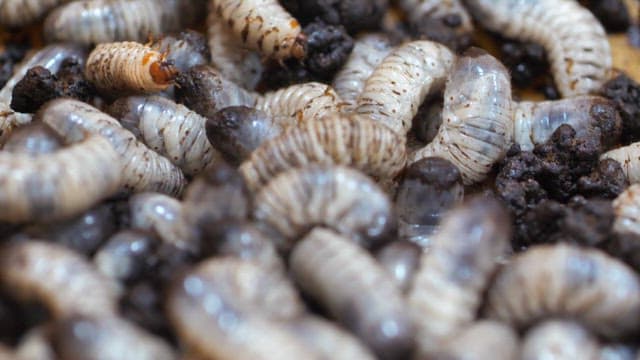 Larvas wriggling on the soil organic matter of the enclosure