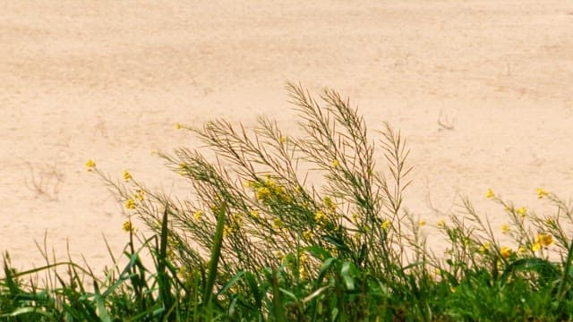 Wild flowers swaying gently in the breeze