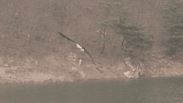 White-tailed eagle flying over calm lake