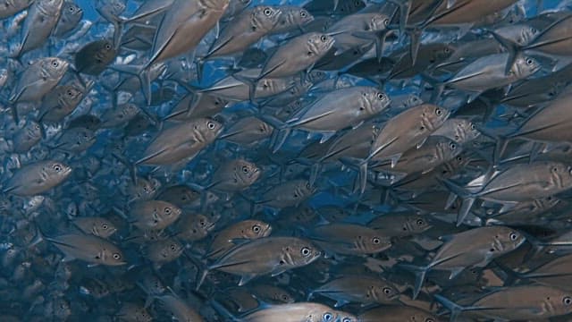 Dense School of Horse Mackerel in the Ocean