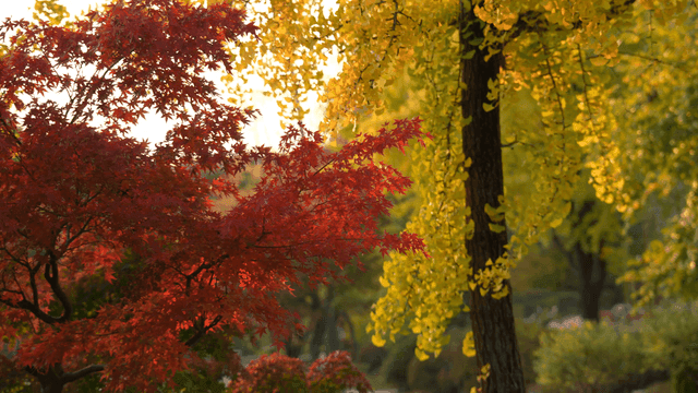 Colorful autumn maple leaves