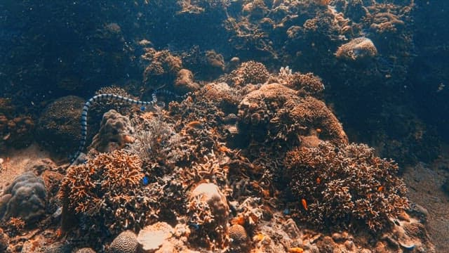 Exploring the Vibrant Underwater Coral Reef