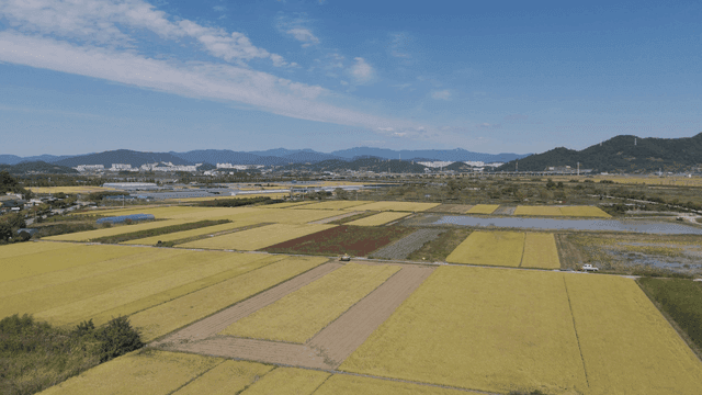 Farmland with wide, yellow rice paddies
