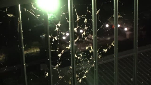 Moths Swarm Around Lights at Night