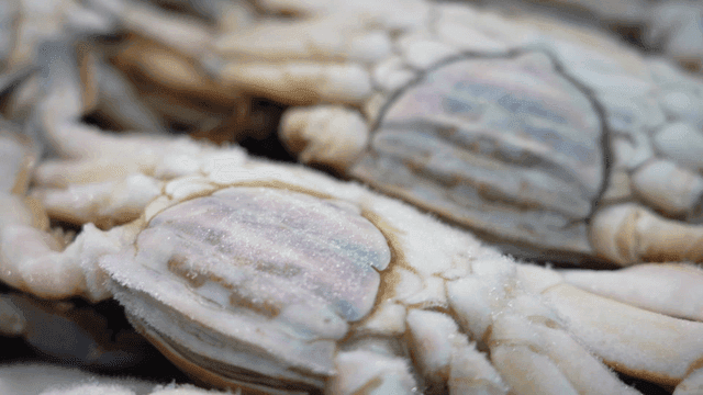 Frozen crabs stacked closely together