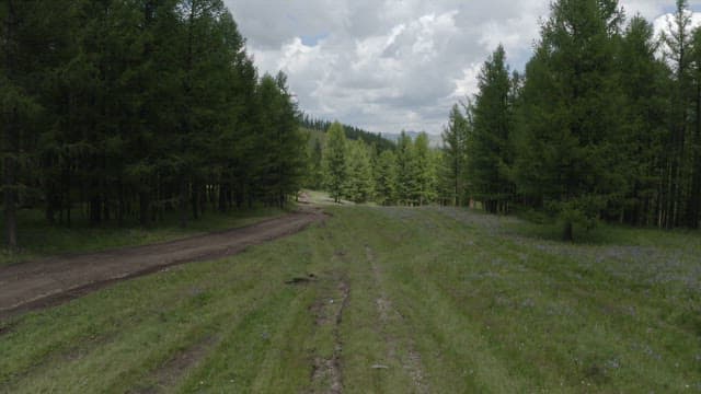 Aerial View of a Serene Forest Landscape with Lush Green Trees