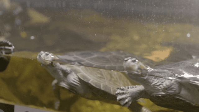 Turtles swimming in a tank