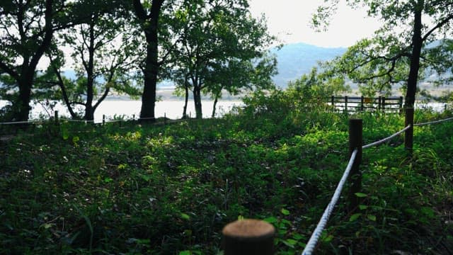 나무가 듬성듬성한 숲길에서 멀리 잔잔한 호수가 보이며, 햇빛이 비치는 평화로운 풍경