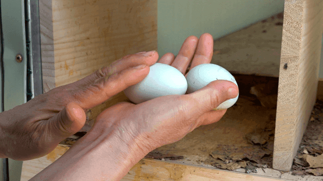 Collecting eggs from a chicken coop