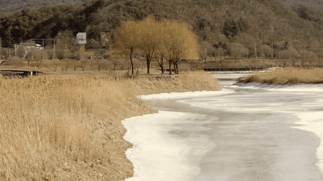Frozen river with dry reeds and trees