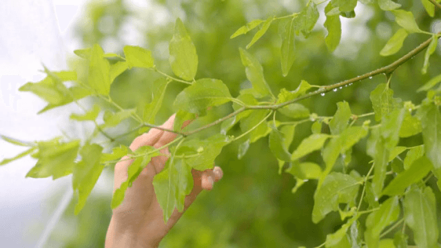 손이 초록 잎을 부드럽게 만지는 모습