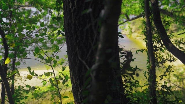 Riverside scenery with sunlight shining through trees in the forest