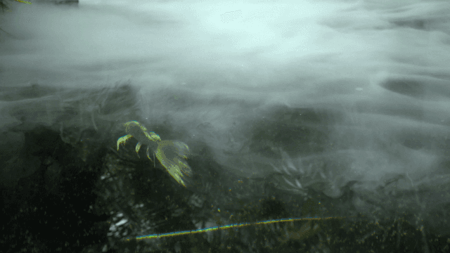 Fish swimming in a misty pond