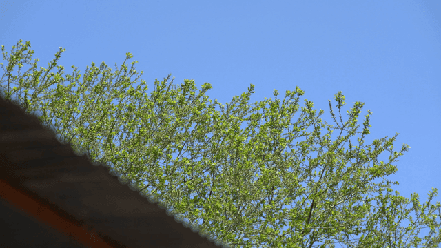 Green trees under a clear blue sky