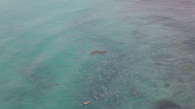 맑은 물에서 헤엄치는 물고기 떼