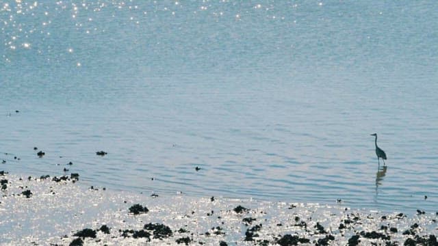 잔잔하게 반짝이는 물속에 서 있는 왜가리